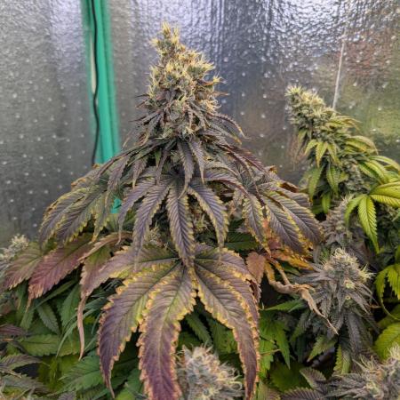 Papaya Sherbet 2nd grow