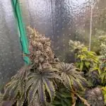 Papaya Sherbet 2nd grow