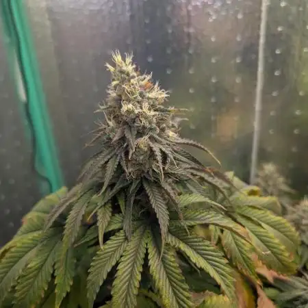 Papaya Sherbet 2nd grow