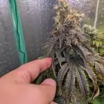 Papaya Sherbet 2nd grow