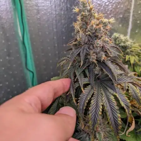 Papaya Sherbet 2nd grow
