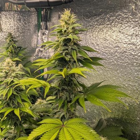Gorilla Melon 2nd grow