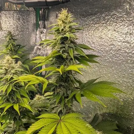 Gorilla Melon 2nd grow