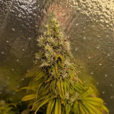 Gorilla Melon 2nd grow