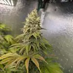 Gorilla Melon 2nd grow