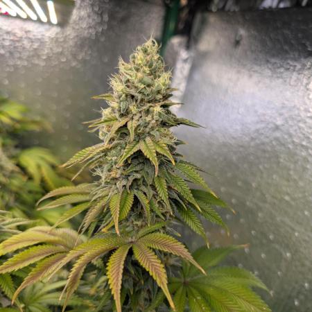 Gorilla Melon 2nd grow