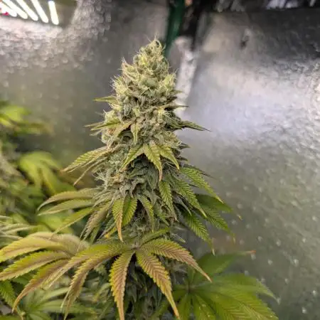Gorilla Melon 2nd grow