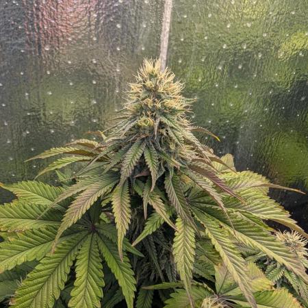 Papaya Sherbet 2nd grow