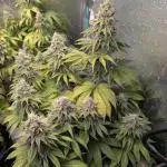 Gorilla Melon 2nd grow