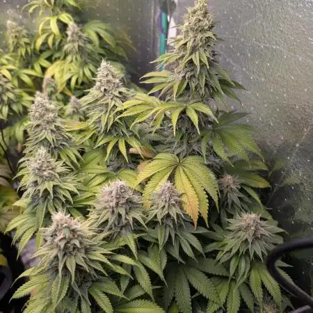 Gorilla Melon 2nd grow
