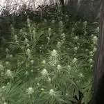 Cookies Gelato RQS