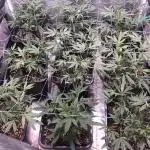 Cookies Gelato RQS