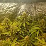 Cookies Gelato RQS