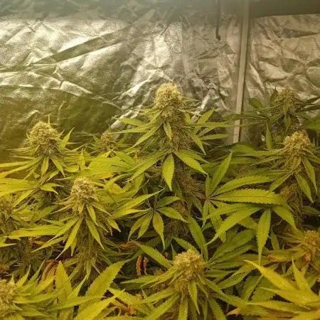 Cookies Gelato RQS