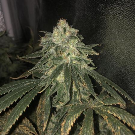 Blue Dream Barney's Farm :)