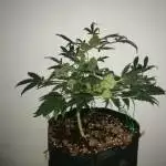 Cream Mandarine XL Auto - Sweet Seeds
