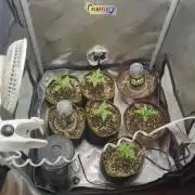 Blueberry Pancakes by HSC 