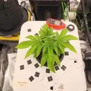 5x5 45gal RDWC - Marker Crosses