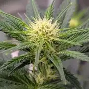 Tahoe OG Kush - 12/12 Reg Grow