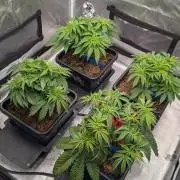 Autopot Discord Grow Along