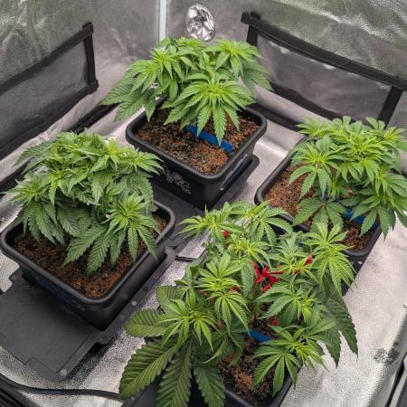 Autopot Discord Grow Along