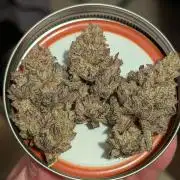 Blueberry Spider (Clones Run)