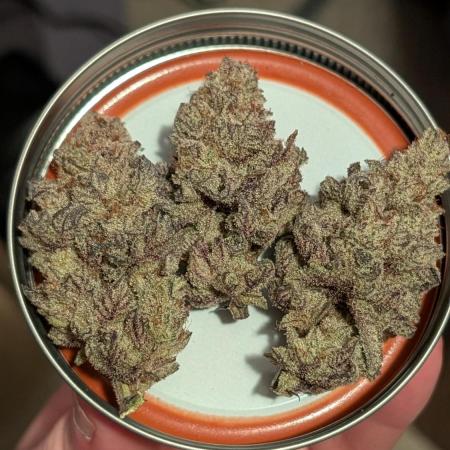 Blueberry Spider (Clones Run)