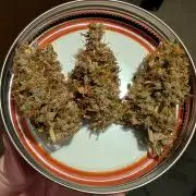 Skywalker OG & Strawberry Gorilla