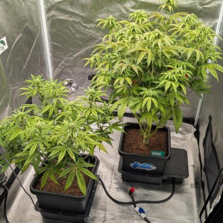 Dumpstar & Grandpa's Stash