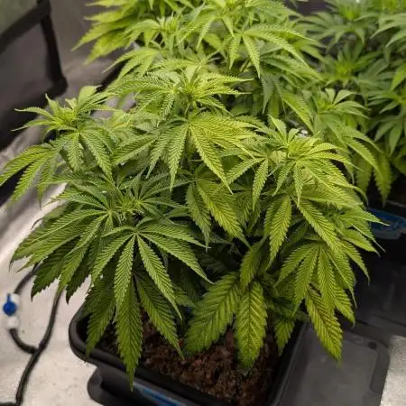 Autopot Discord Grow Along