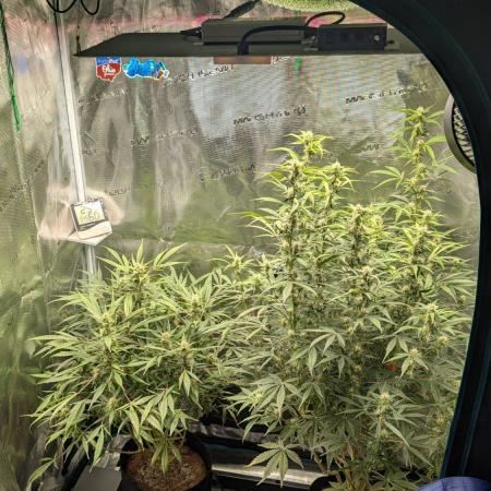 Skywalker OG & Strawberry Gorilla