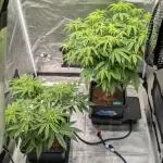 Dumpstar & Grandpa's Stash