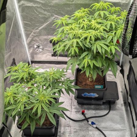 Dumpstar & Grandpa's Stash