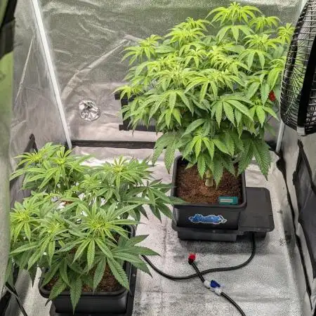 Dumpstar & Grandpa's Stash