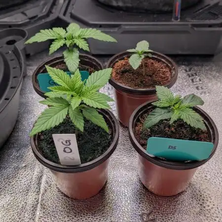 Dump-Star, OG Kush & Grandpa's Stash
