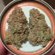 Rotten Berries