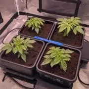 Autopot Discord Grow Along