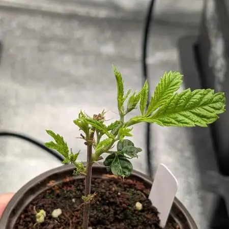 Blueberry Spider Clone