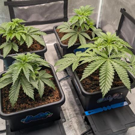 Autopot Discord Grow Along