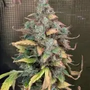 Skywalker OG & Strawberry Gorilla