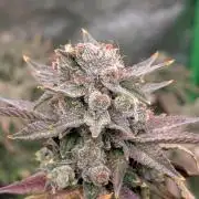 Rotten Berries