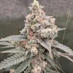Fuckle Berries and BSB's