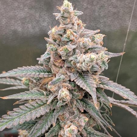 Fuckle Berries and BSB's