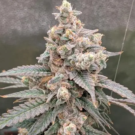 Fuckle Berries and BSB's