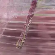 Blueberry Spider (Clones Run)