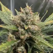 Skywalker OG & Strawberry Gorilla