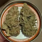 Tahoe OG Kush - 12/12 Reg Grow