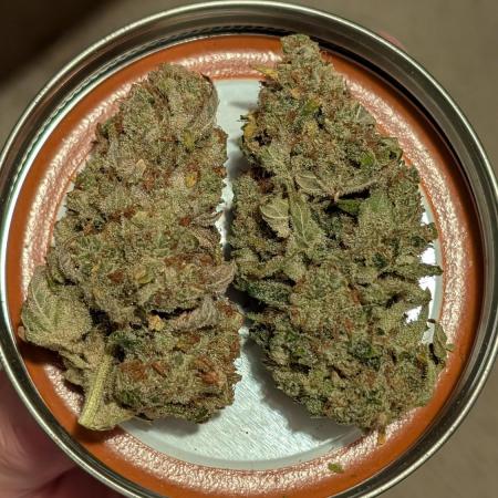 Tahoe OG Kush - 12/12 Reg Grow