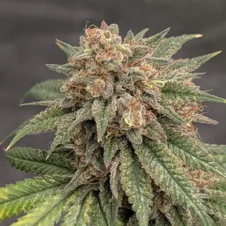 Dante's Inferno #8 S1