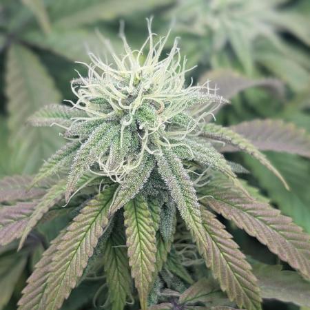 Irvine Mixed Fem Grow 2